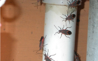 Box Elder Bugs / Elm Leaf Beetles