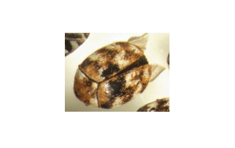 Carpet Beetles