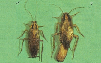 German Roaches